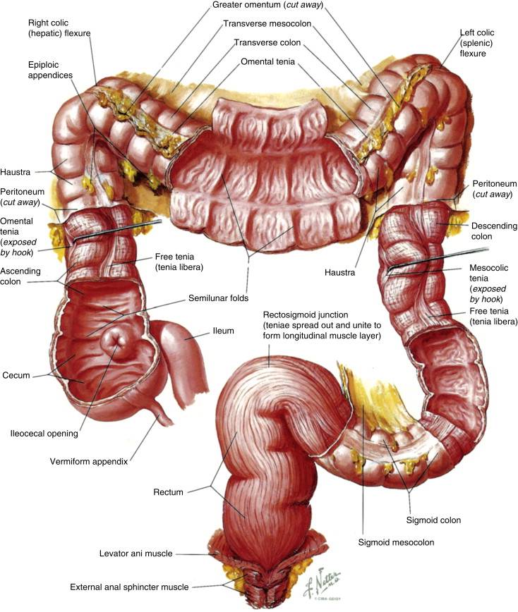 IBS Relief